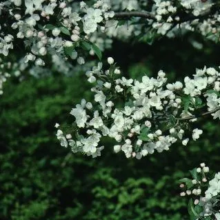 thumbnail for publication: Malus x 'Mary Potter' 'Mary Potter' Crabapple
